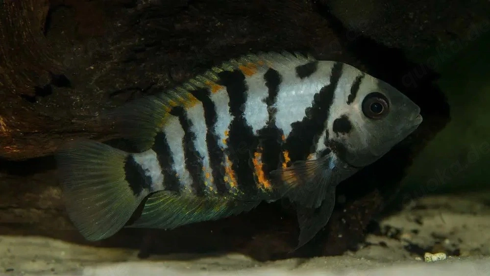 Zebrabuntbarsch 3 Stück