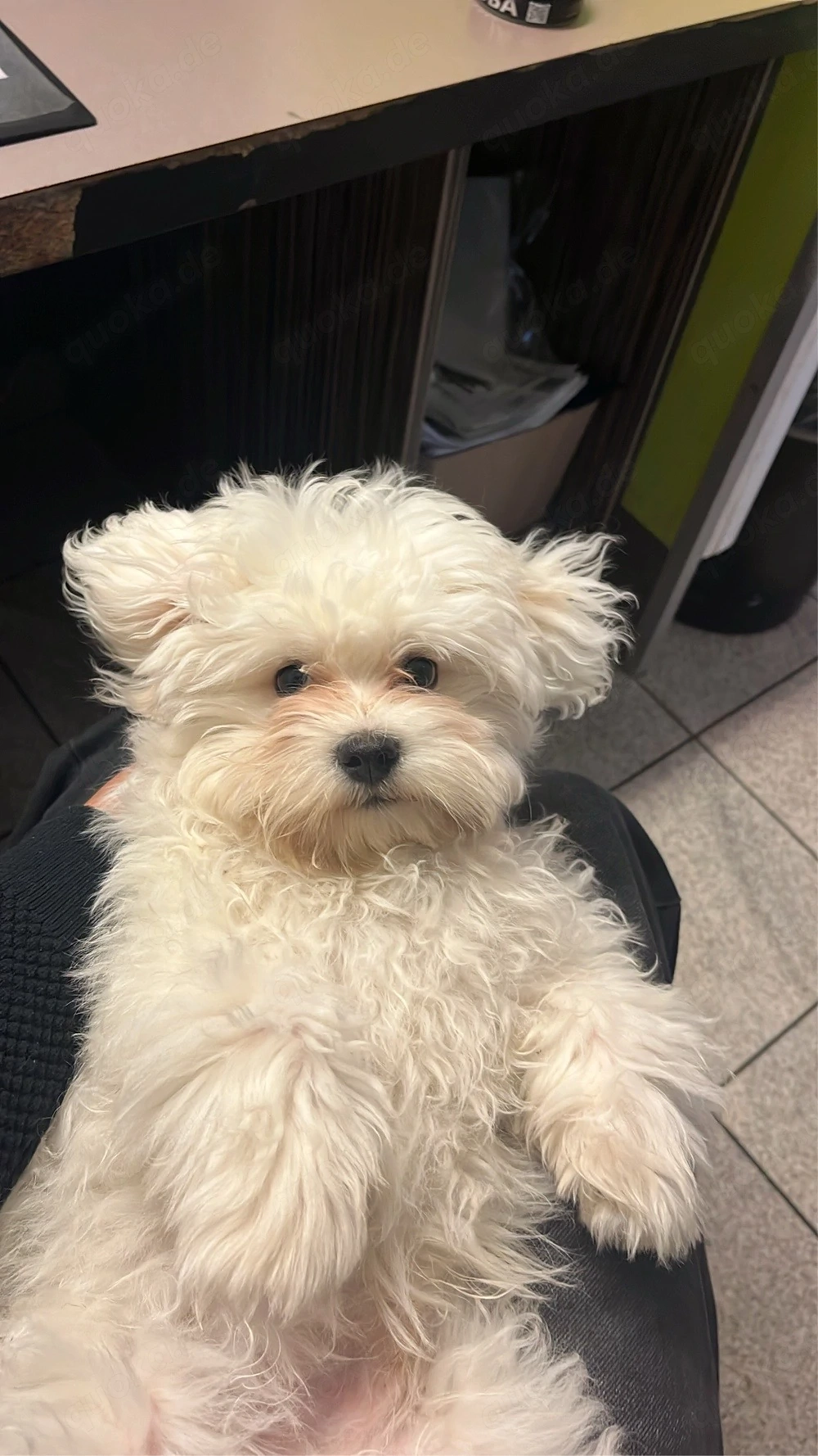 malteser bichon frisé