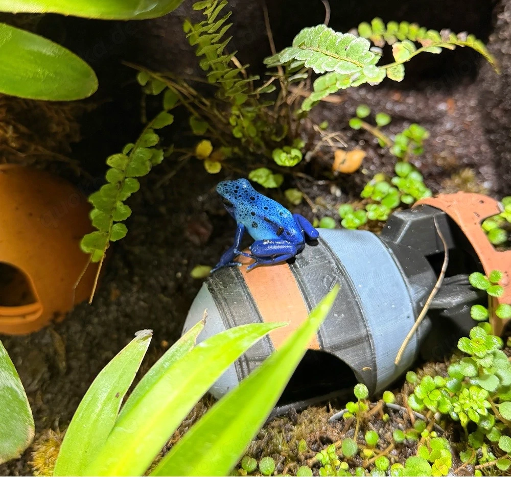 Dendrobates Tinctorius Azureus Pärchen 