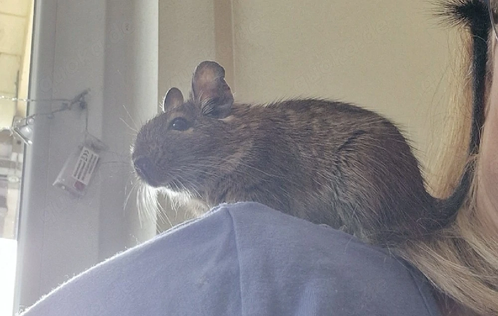 Süße Degu Babys 
