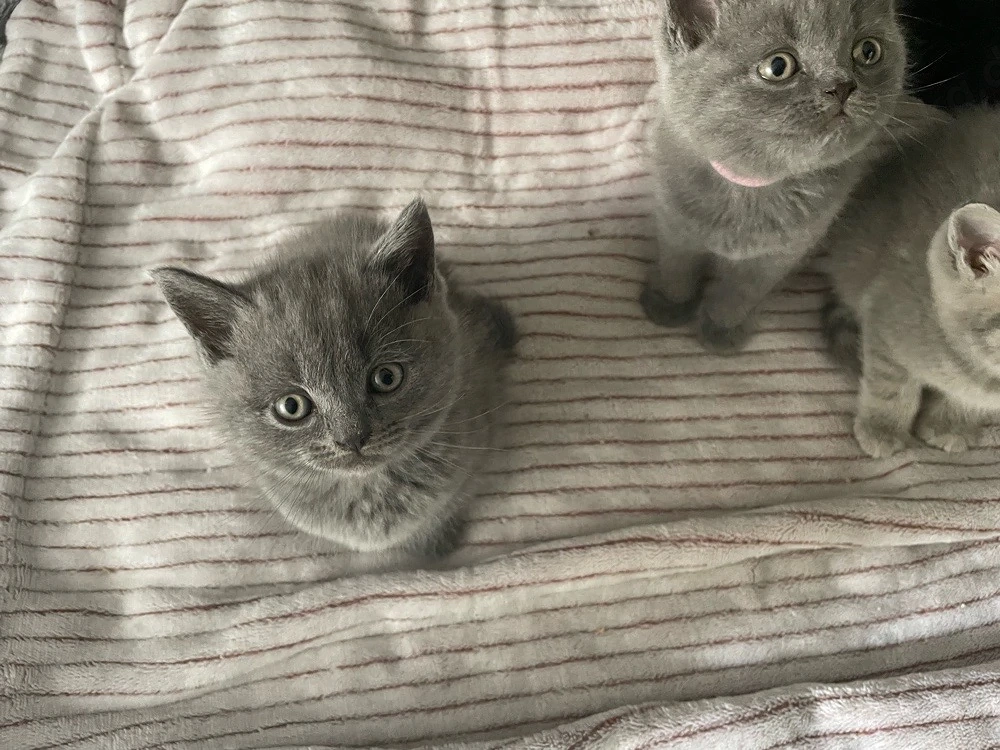 BKH kitten 