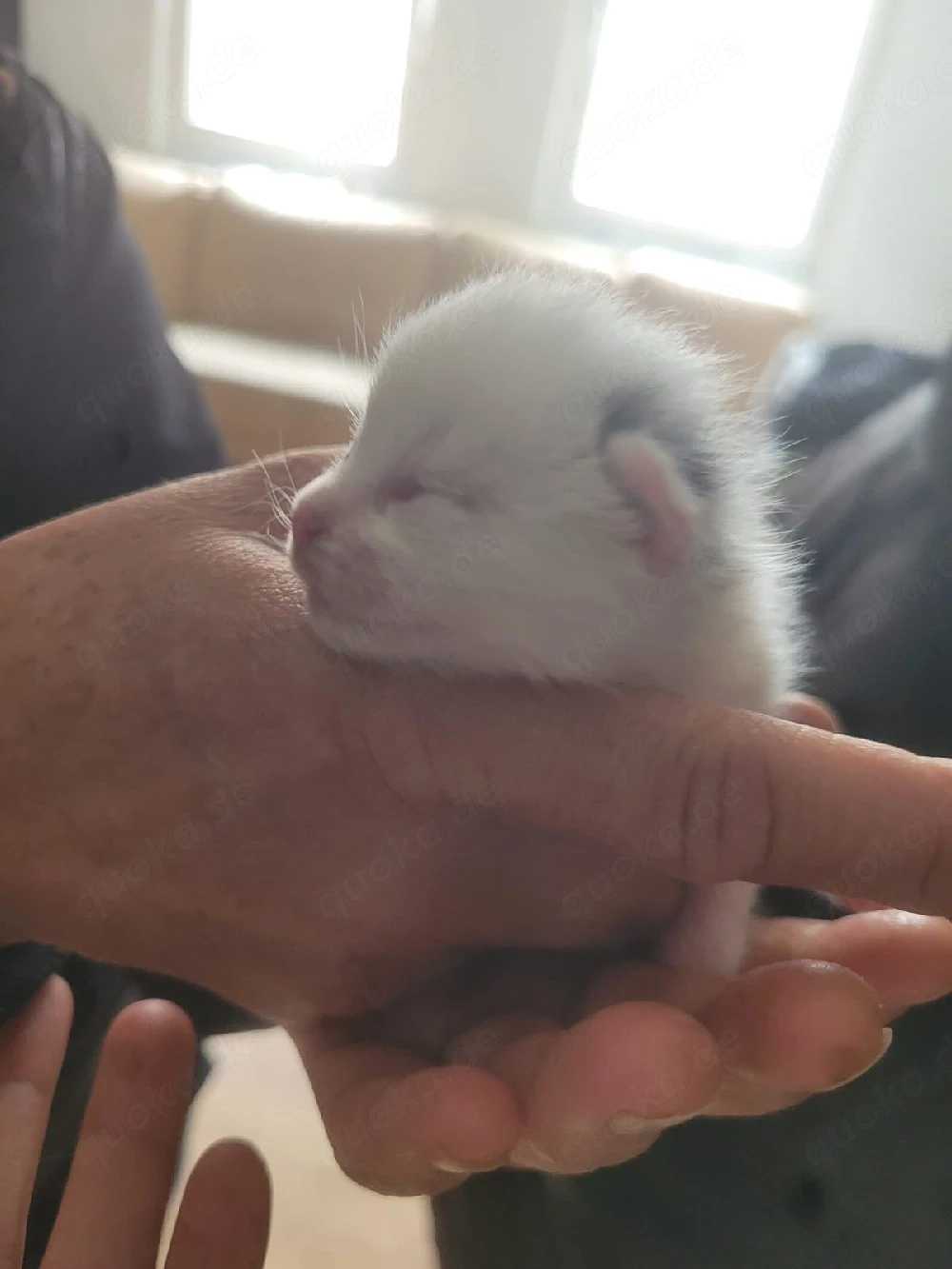 babykatze abzugeben 