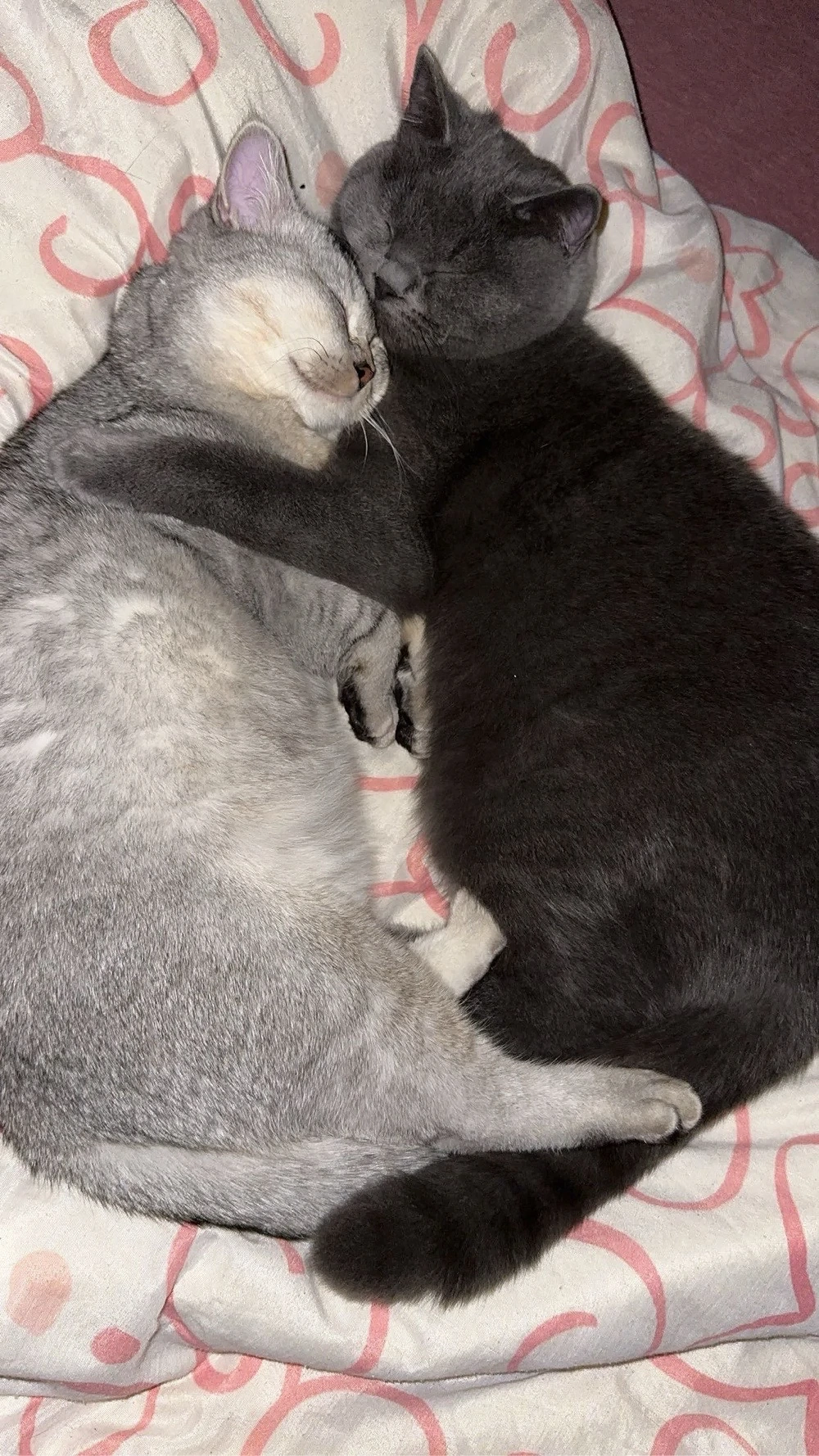 Zwei liebevolle BKH-Kater suchen gemeinsam ein Zuhause.