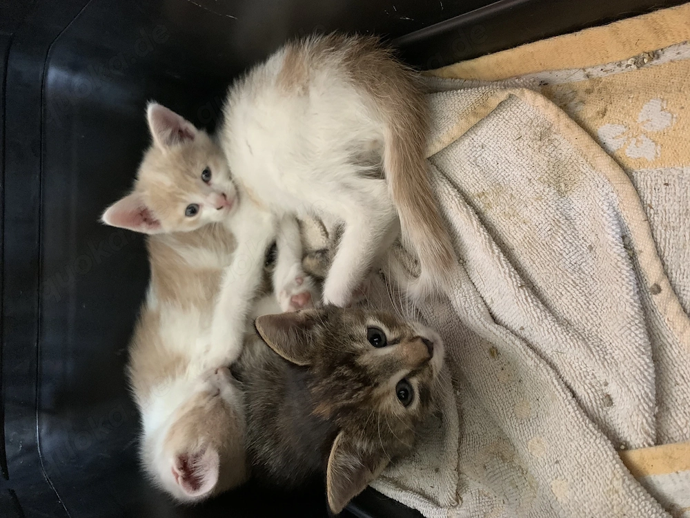 Verschmuste Katzenbabies