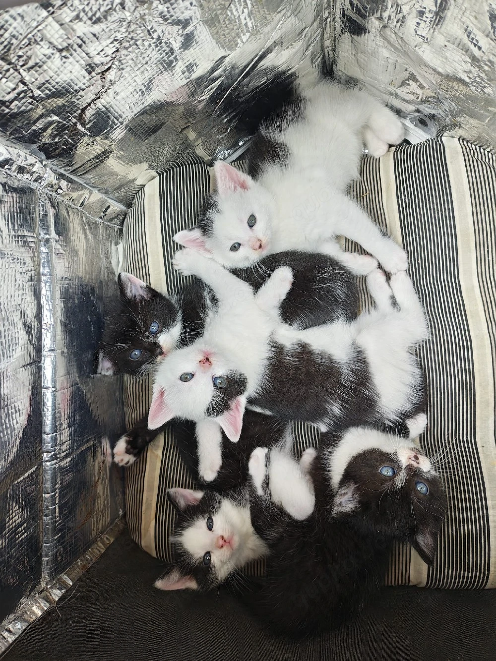 5 baby Katzen  Kitten 