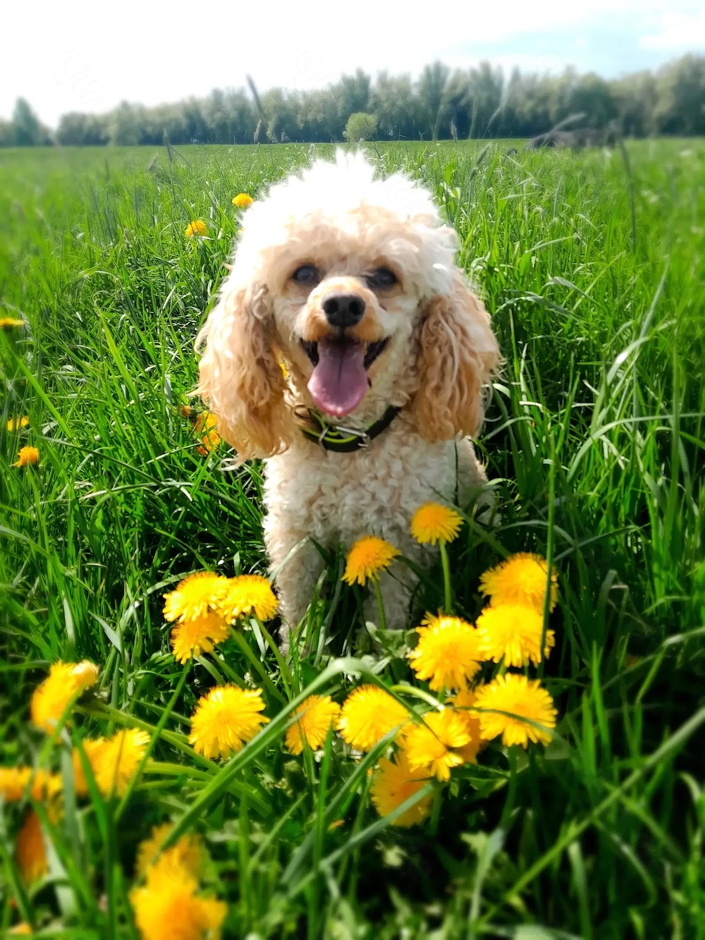 Zwergpudel,Reinrassig  Rüde,Familienhund, Aprikot,Creme Farben