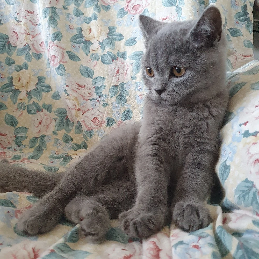 BKH Kitten 