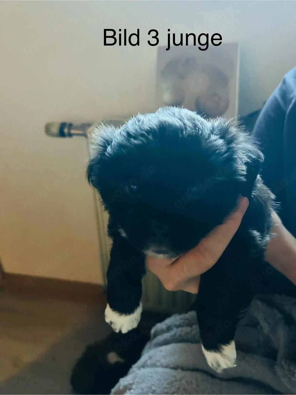 Border Collie Jack Russell mix welpen