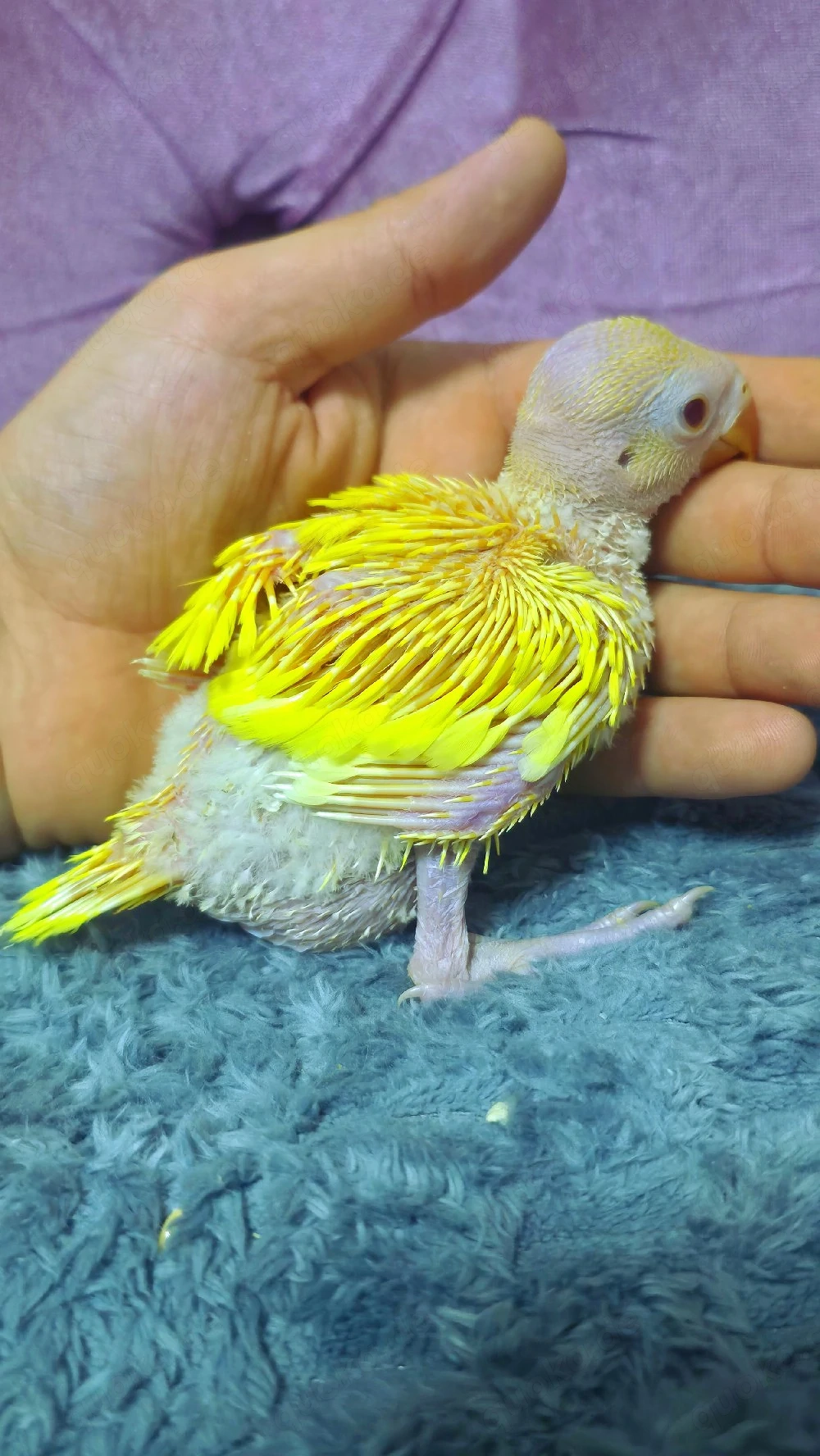 halsbandsittic papagei weiter Handaufzucht 4Woche alt sehr handzahm Babys vogel 