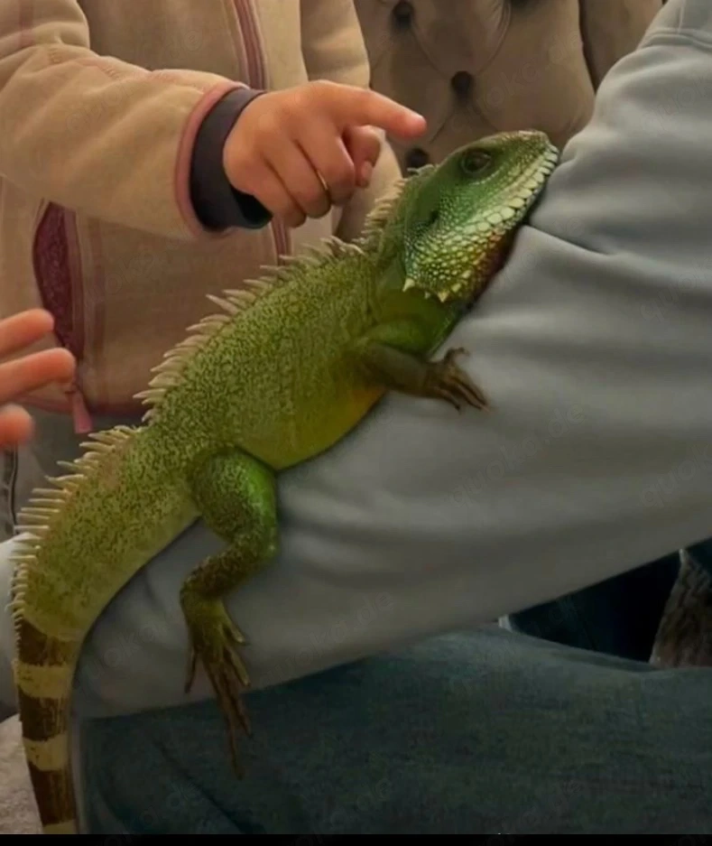Asiatische Wasseragame Physignathus cocincinus