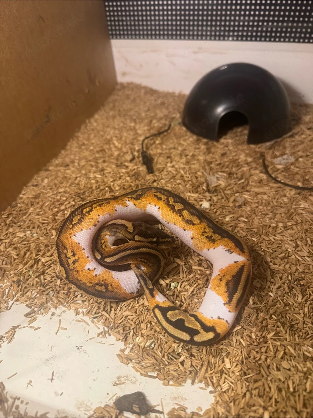 0.1 Königspython Enchi Yellow Belly Piebald 