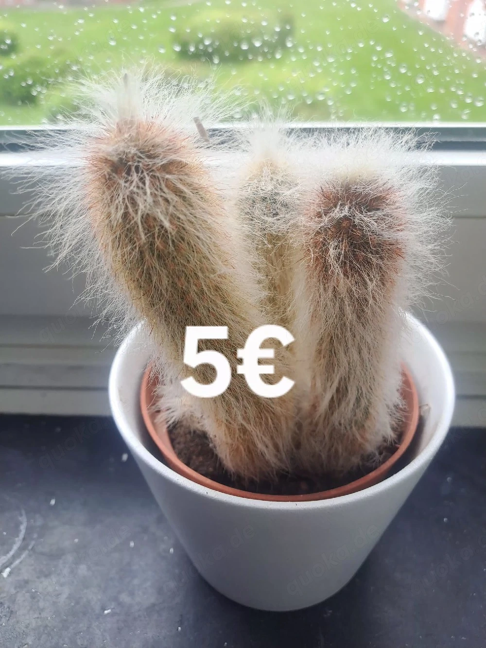 Kaktus Emden 