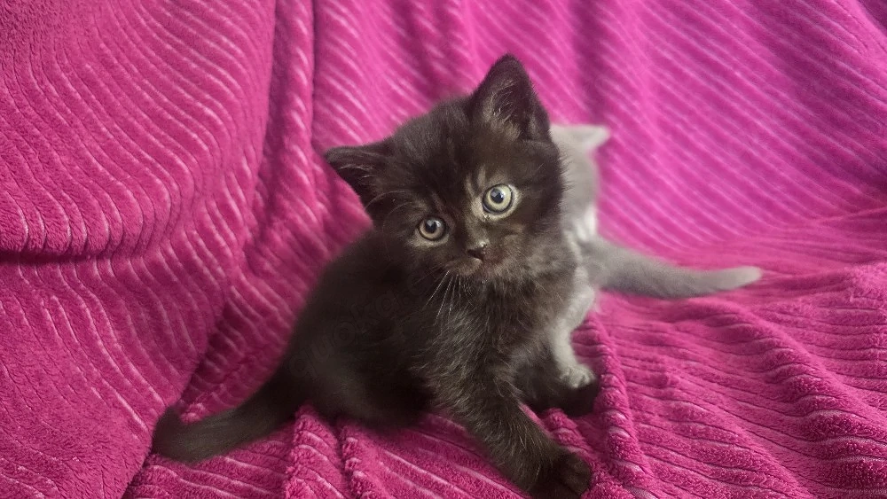 Bkh Kitten abzugeben