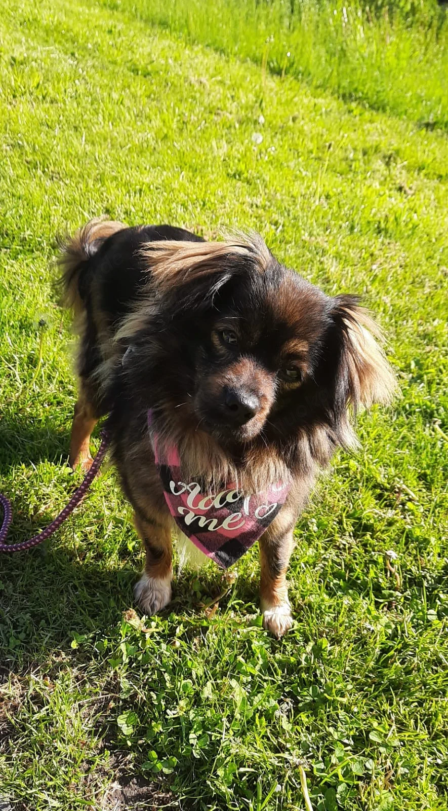 Kleine Prinzessin sucht