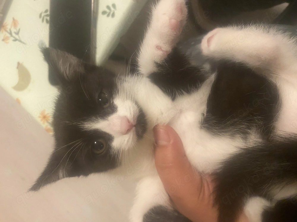 Baby Katzen !