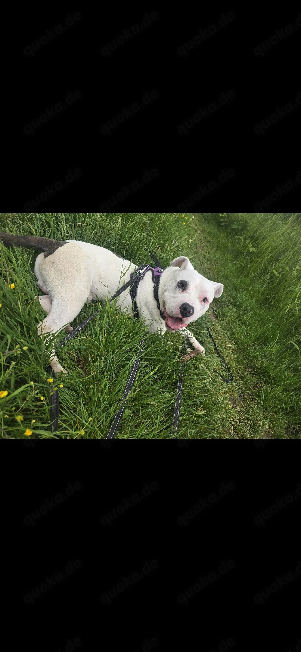 old Englisch bulldogge 