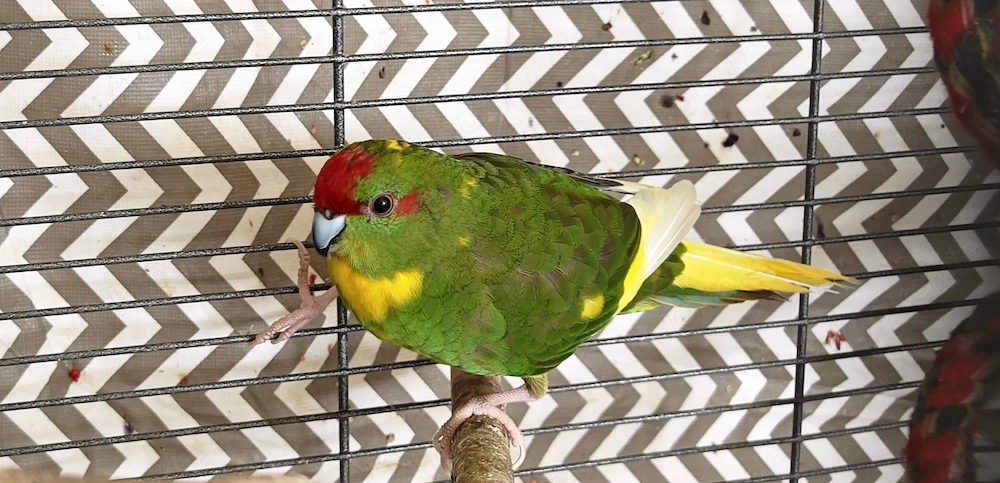 Vögel ziegensittiche