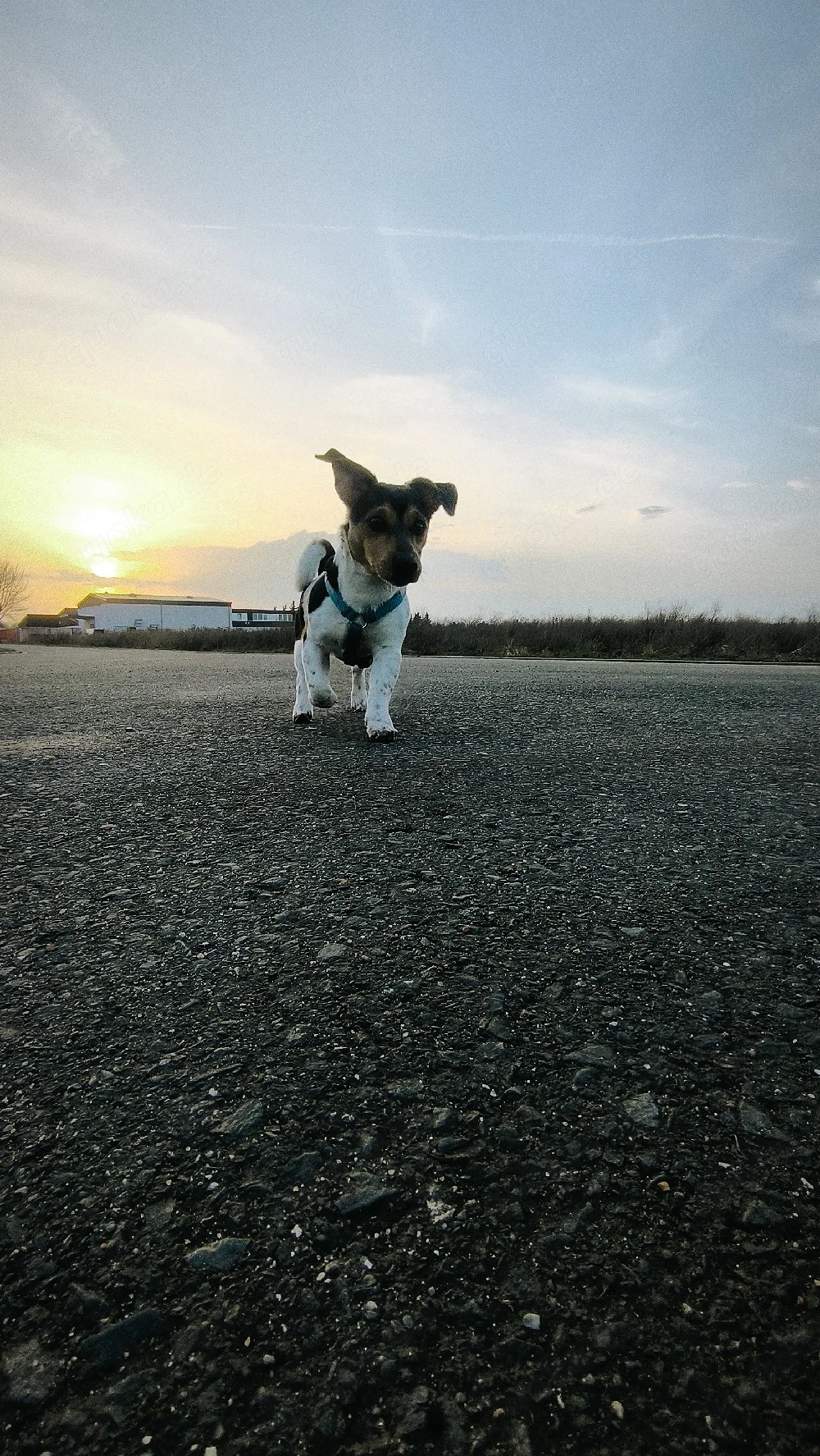 Jack-Russell-Terrier Rüde sucht neues Zuhause