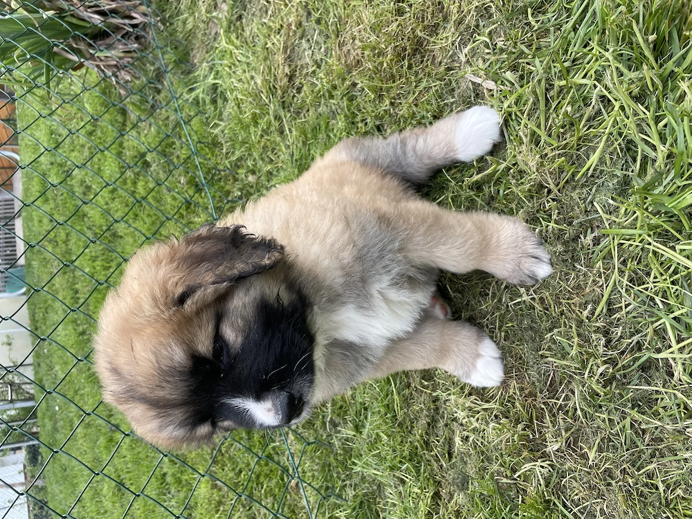 Leonberger Mischlinge Welpen Mix 