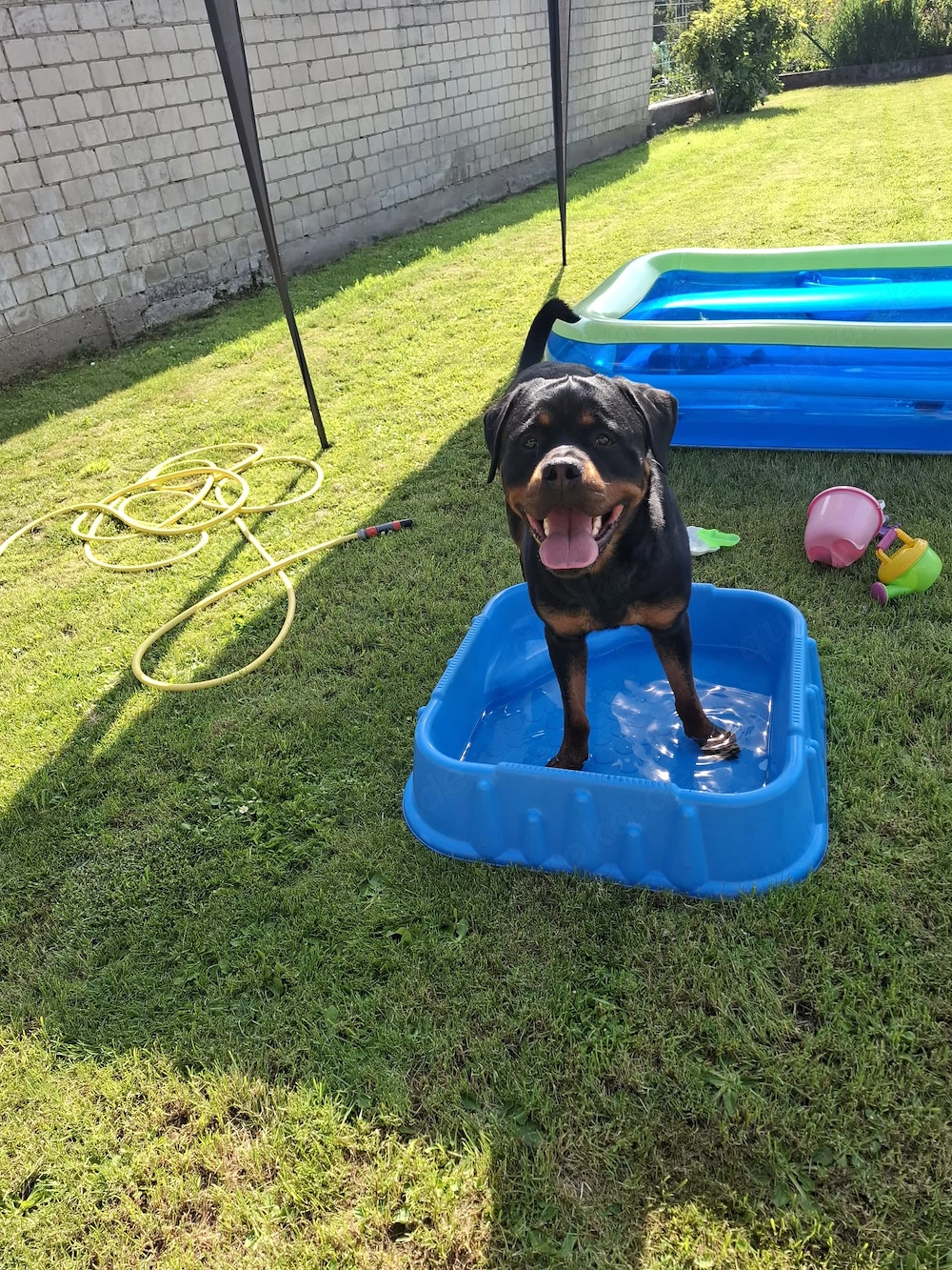 Rottweiler Rüde, 3,5 Jahre , kastriert