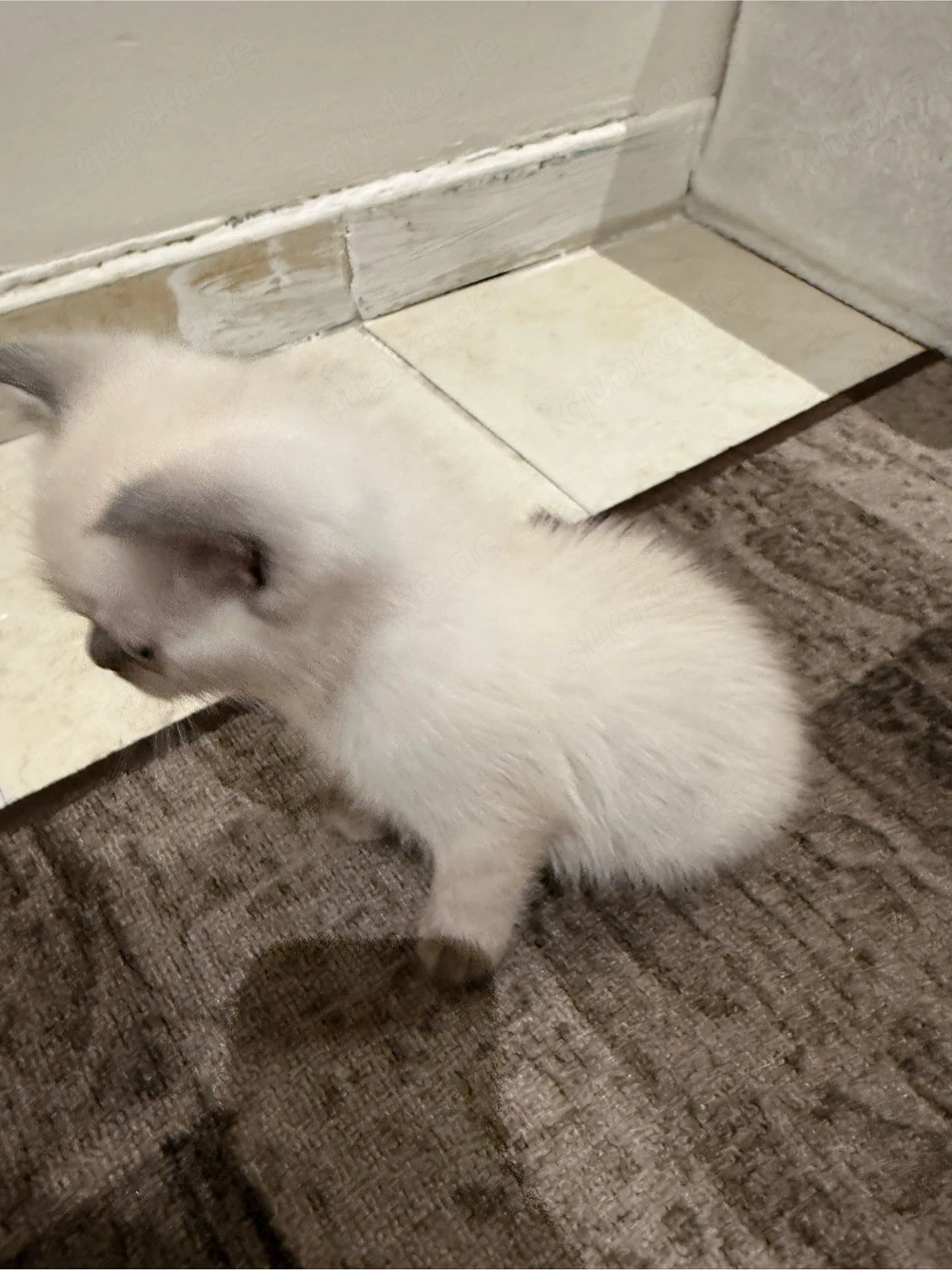Süße Mix Kitten (BKH x Heilige Birma)