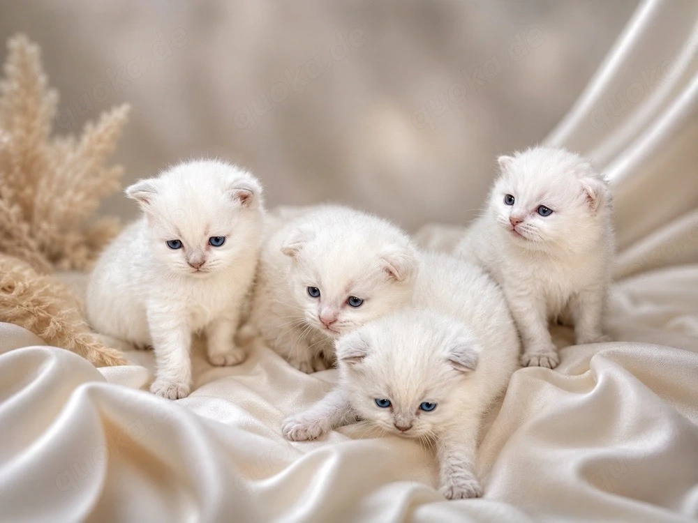 Wunderschöne reinrassige BKH Blue point kitten 