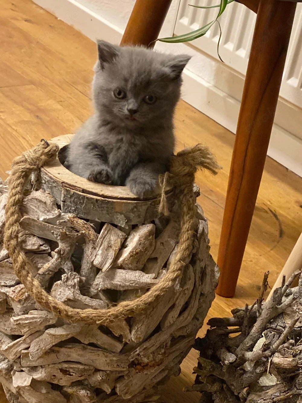 Katzenbabys BKH reinrassig sofort abzugeben Kitten 