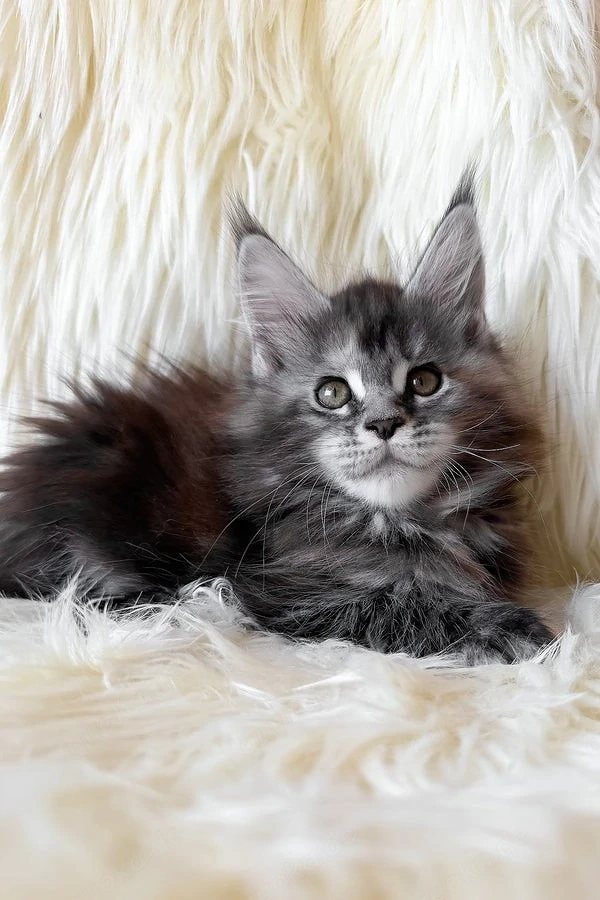 Maine Coon Mädchen 13 Wochen alt, geimpft & entwurmt