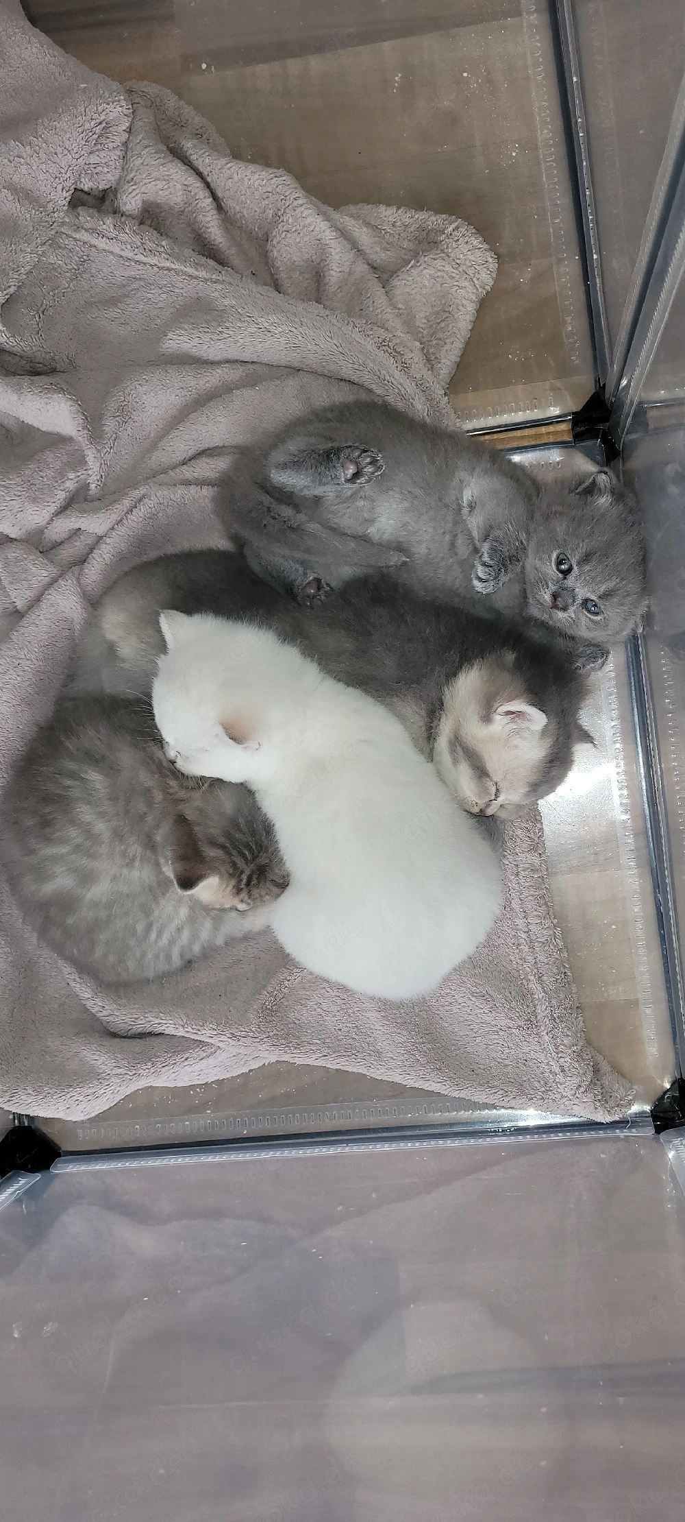 Ungewollter Nachwuchs...Katzen kitten Abzugeben Maincoon Bkh mix.