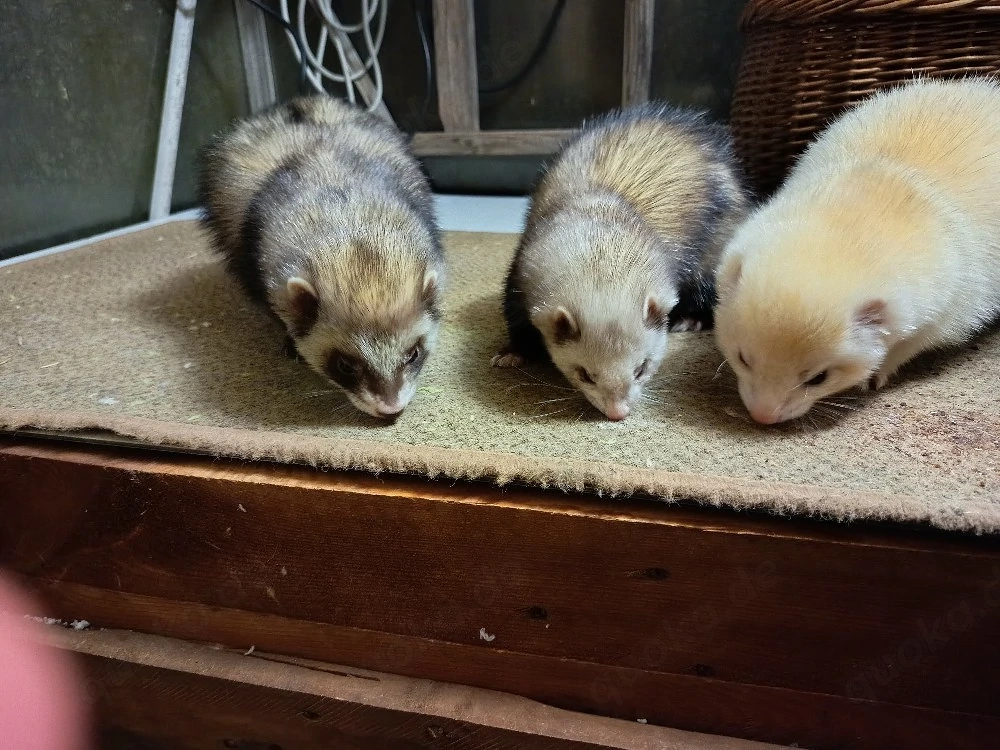 Traumzuhause für souveräne Frettchen-Fähe gesucht (PLZ  km)