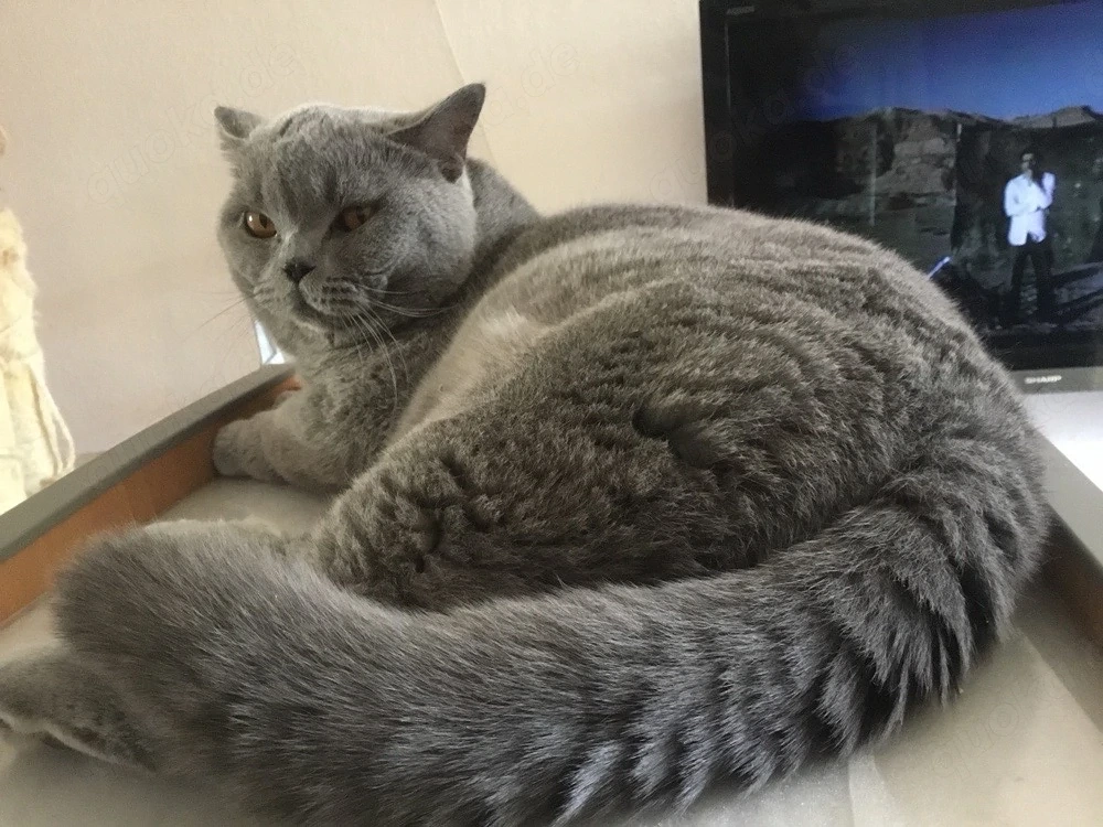 BKH Deckkater 
