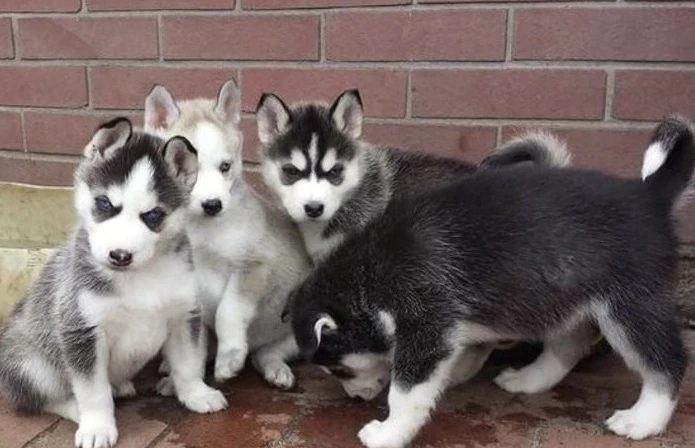 Süße Siberian Husky Welpen suchen ein liebevolles Zuhause