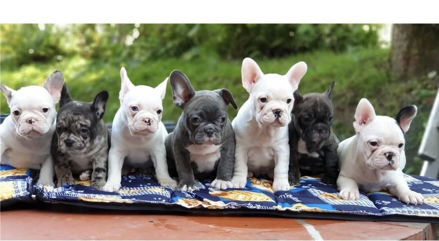 Exklusive Französische Bulldoggen Welpen Mit Papieren  & seltene Farben