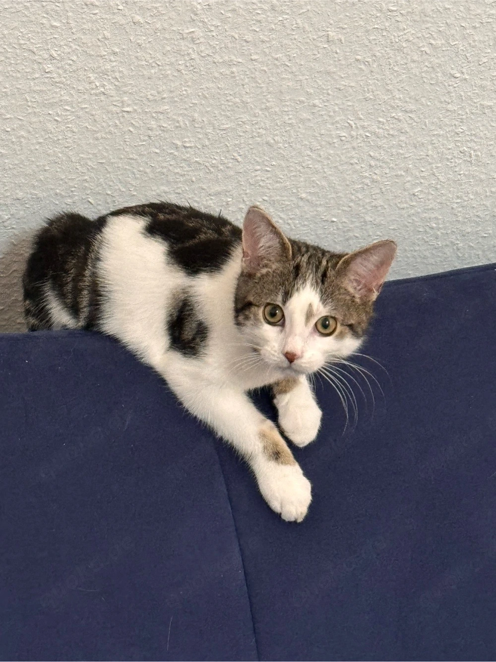 kater europäisch kurzhaar