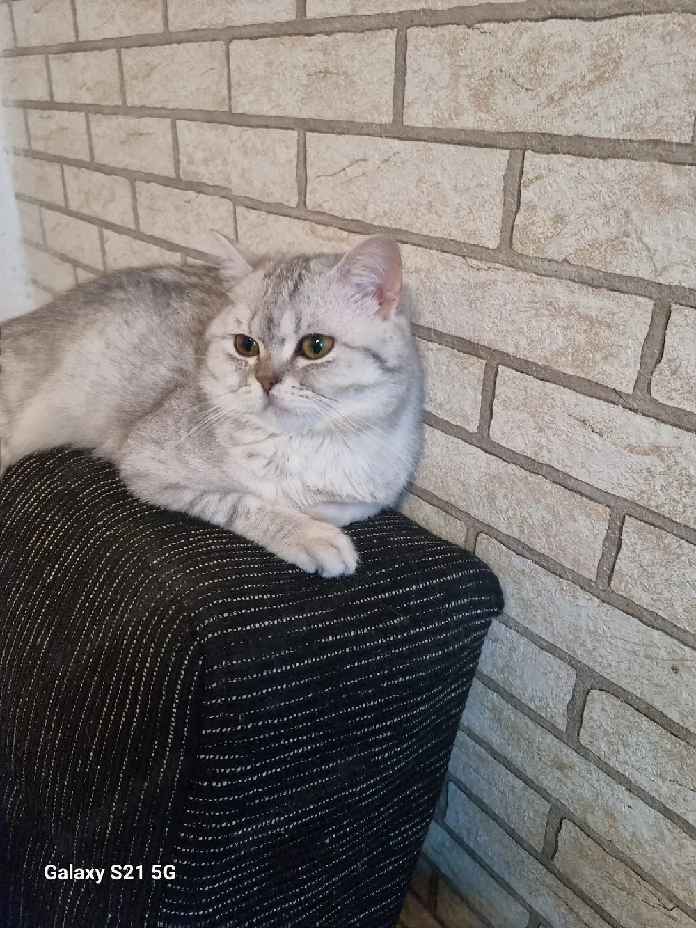 britisch kurzhaar kater