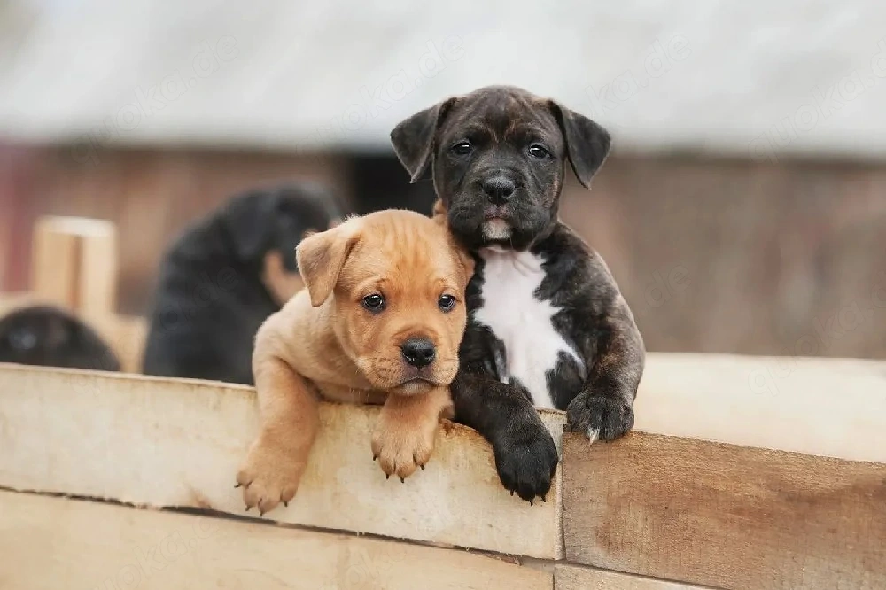 American Staffordshire Terrier Welpen