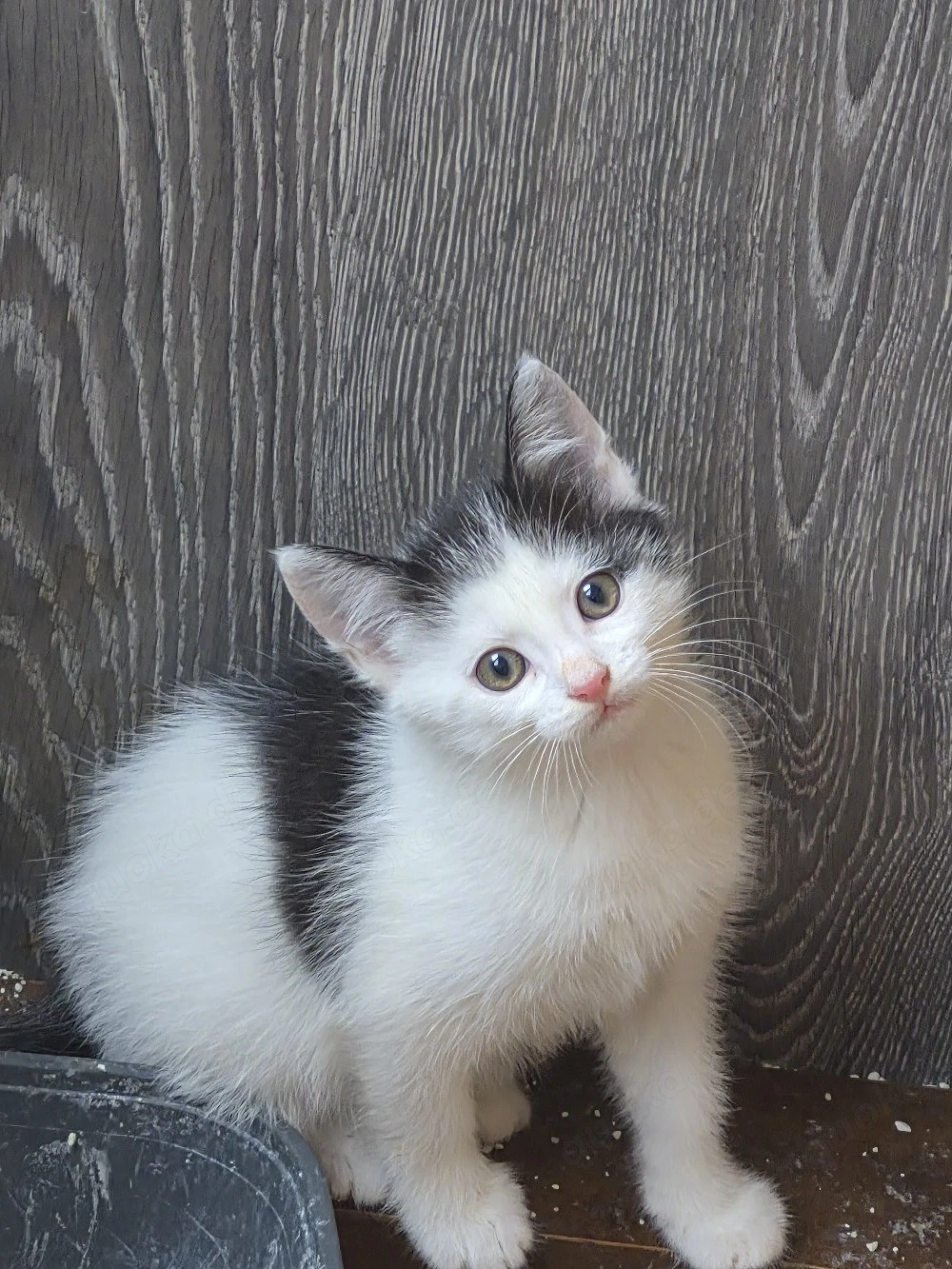 Kitten sucht ein neues Zuhause 