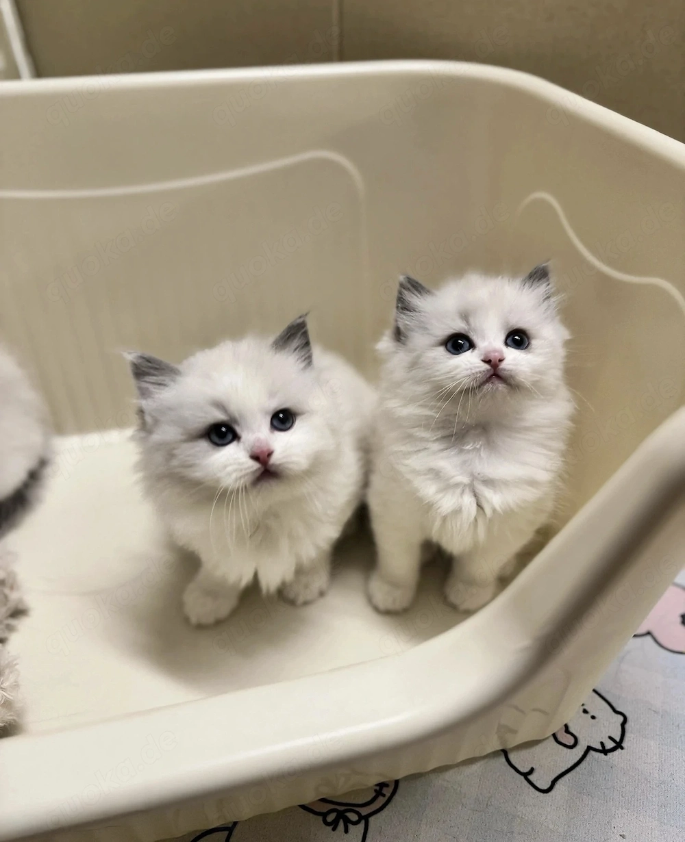 Ragdoll Katzen 