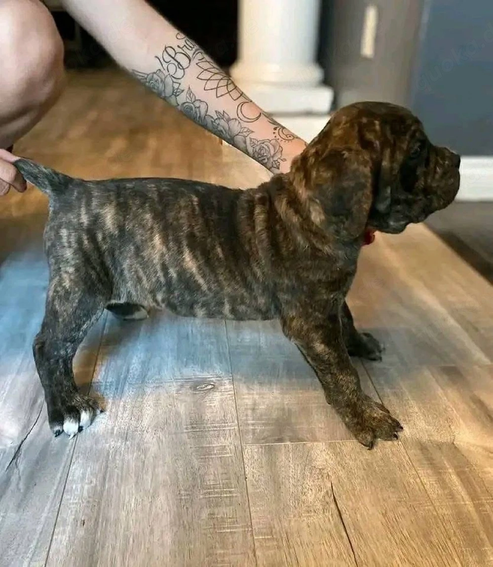 cane corso