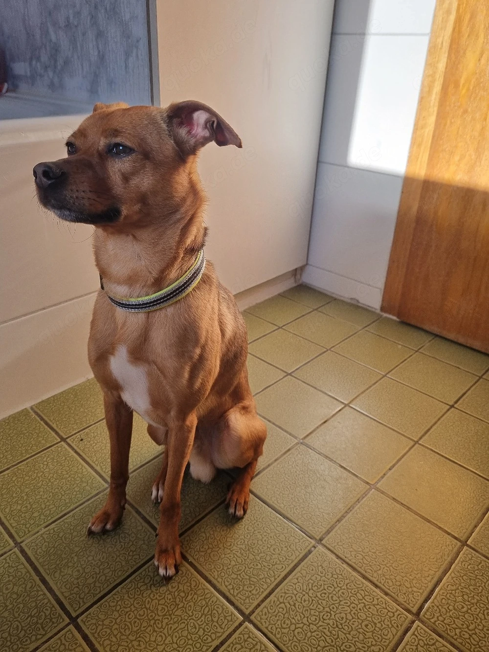 jackrussel Mix (Nur in guten händen )!!!