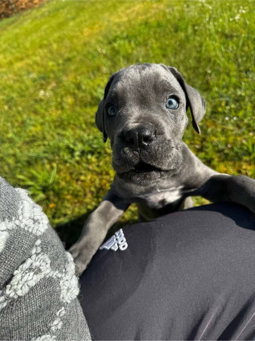 cane corso welpe 