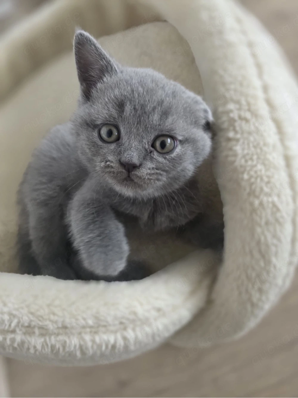 BKH Kitten Blue & Lilac voll Süss