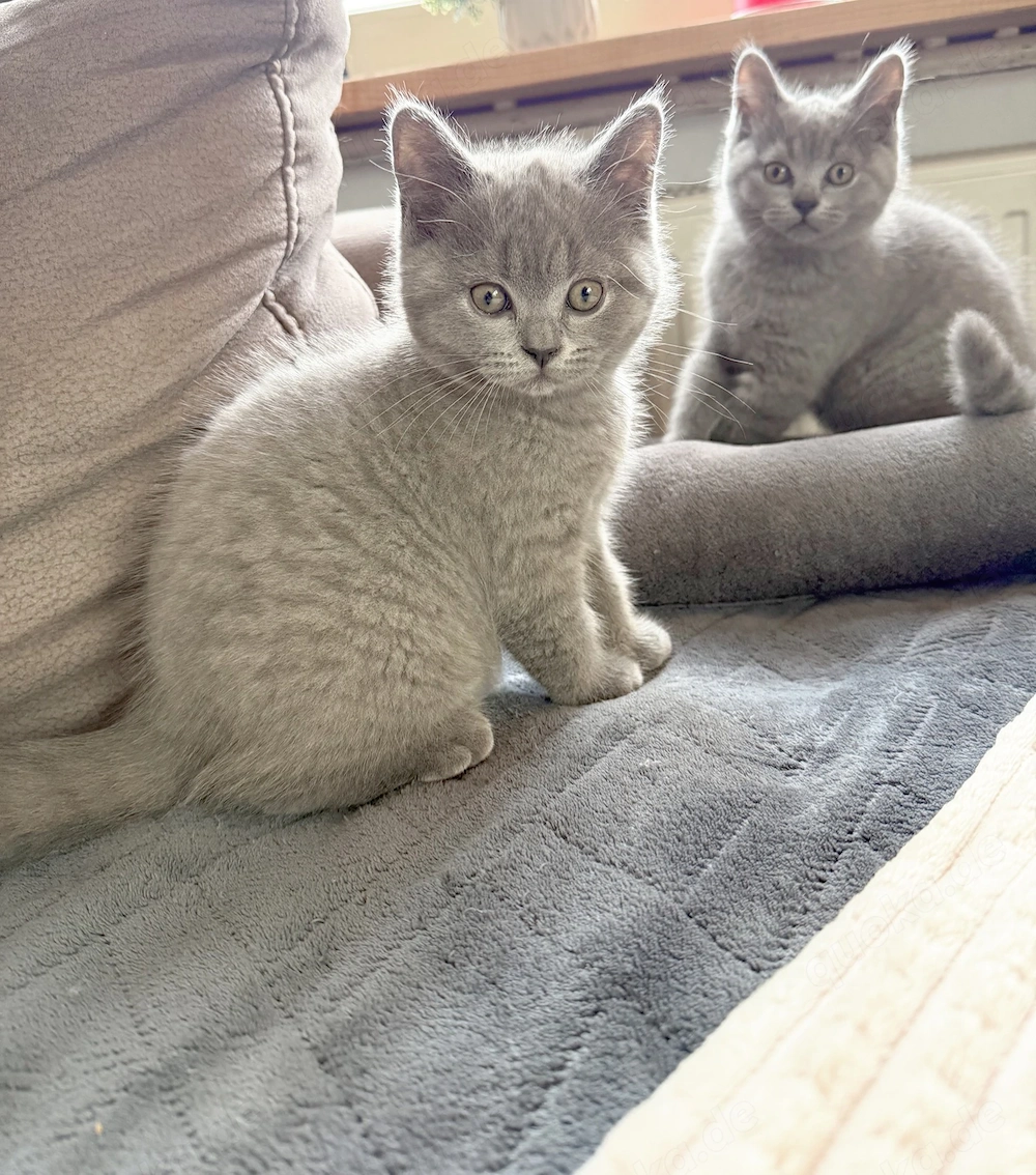 Noch 1 Britisch Kurzhaar Kater (10Wochen alt) in 2 Wochen abzugeben