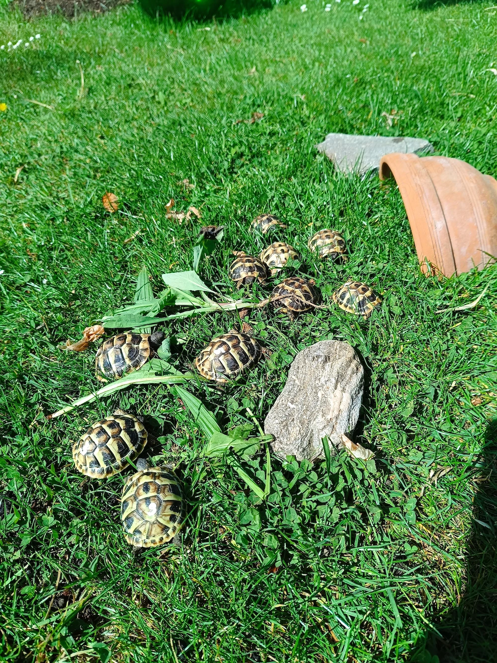 Griechische Landschildkröten-Babys Nachzucht 2025