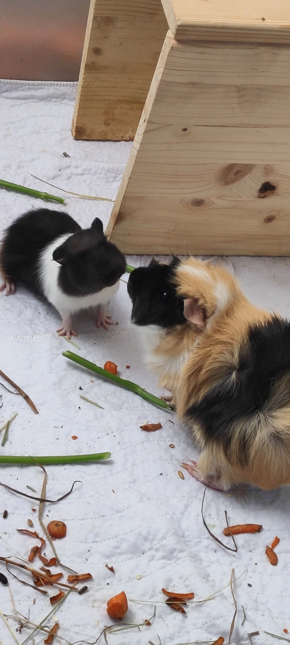 Junge Meerschweinchen 