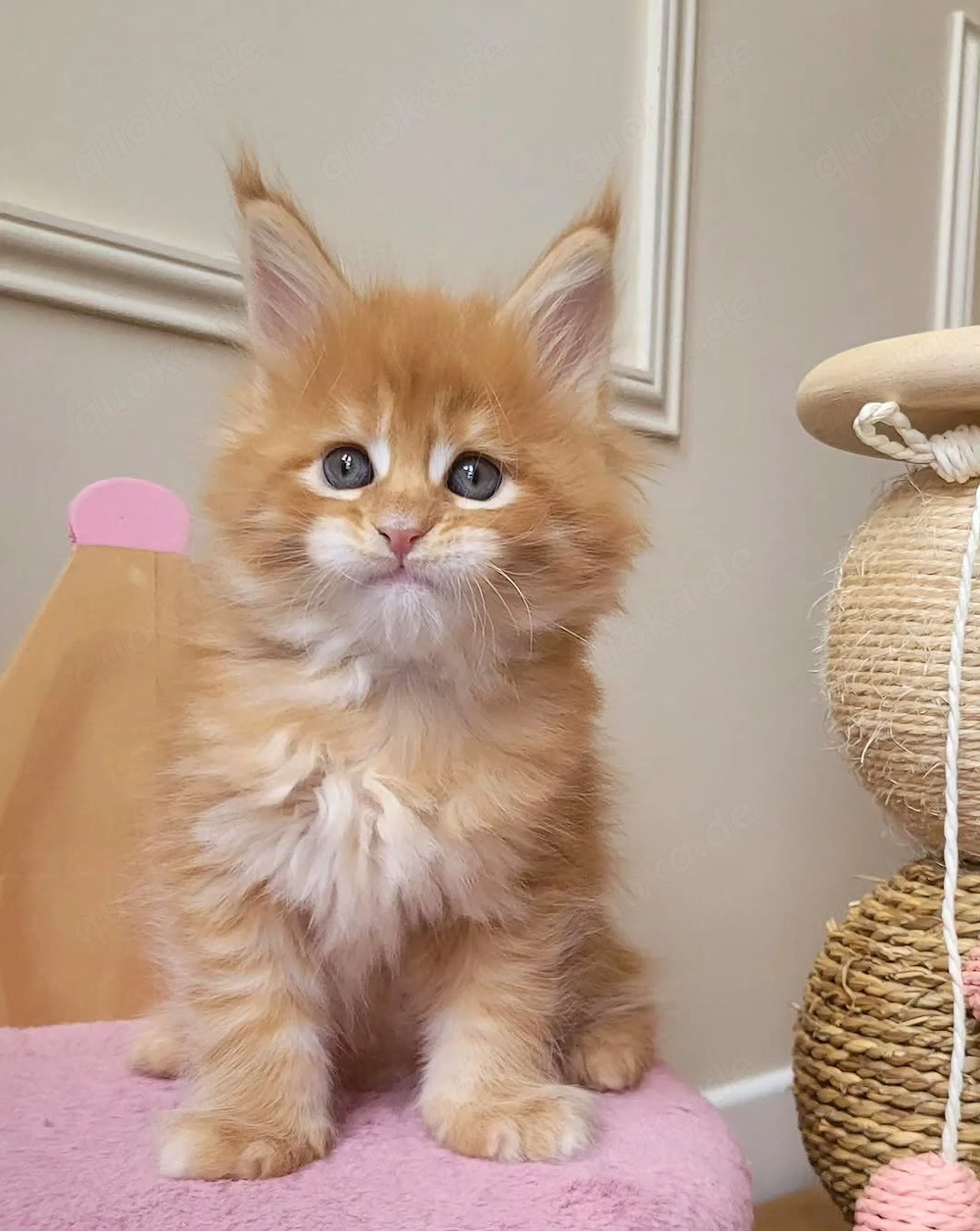 Zwei entzückende reinrassige Maine-Coon-Kätzchen