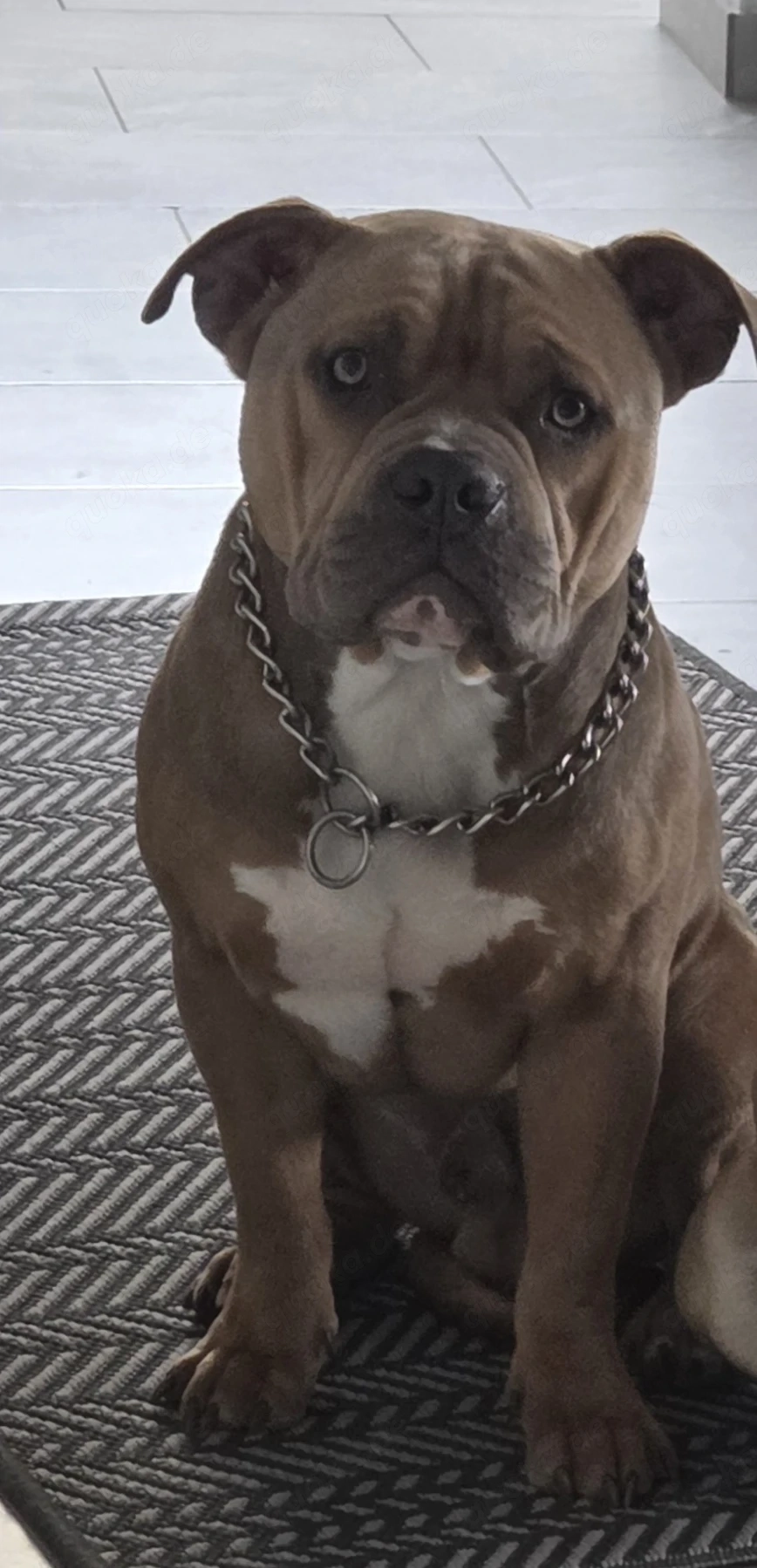 American Bulldog 1 Jahr abzugeben 