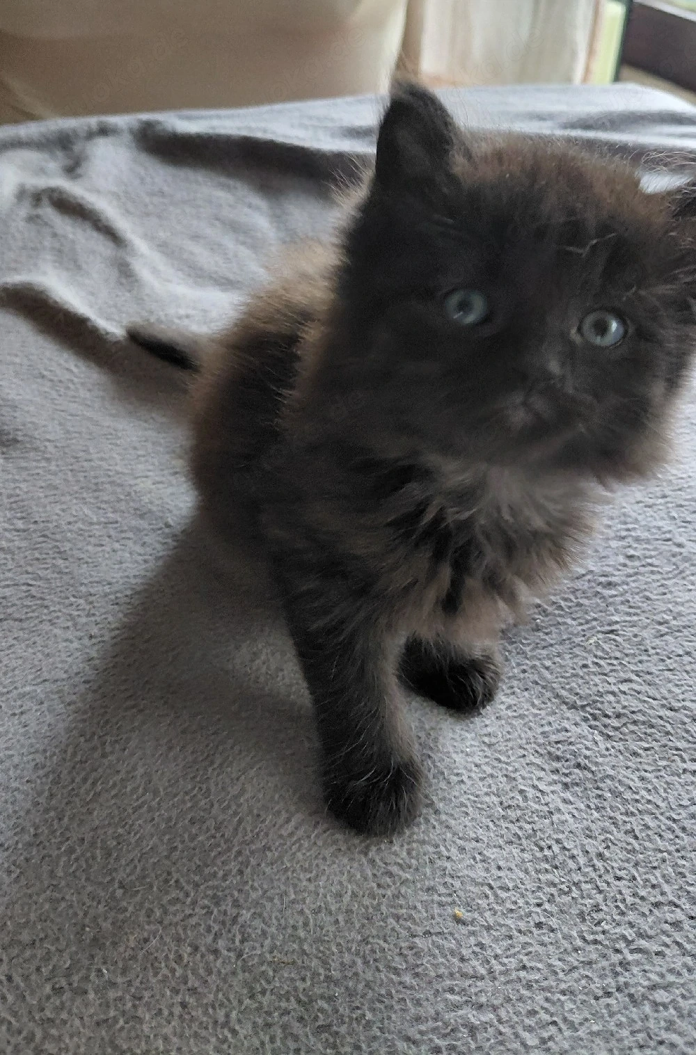 Halbperser Katzenbabys