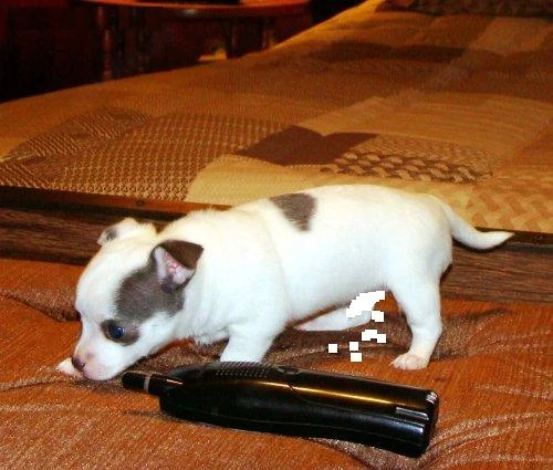 Chihuahua-Hündin sucht neues Zuhause