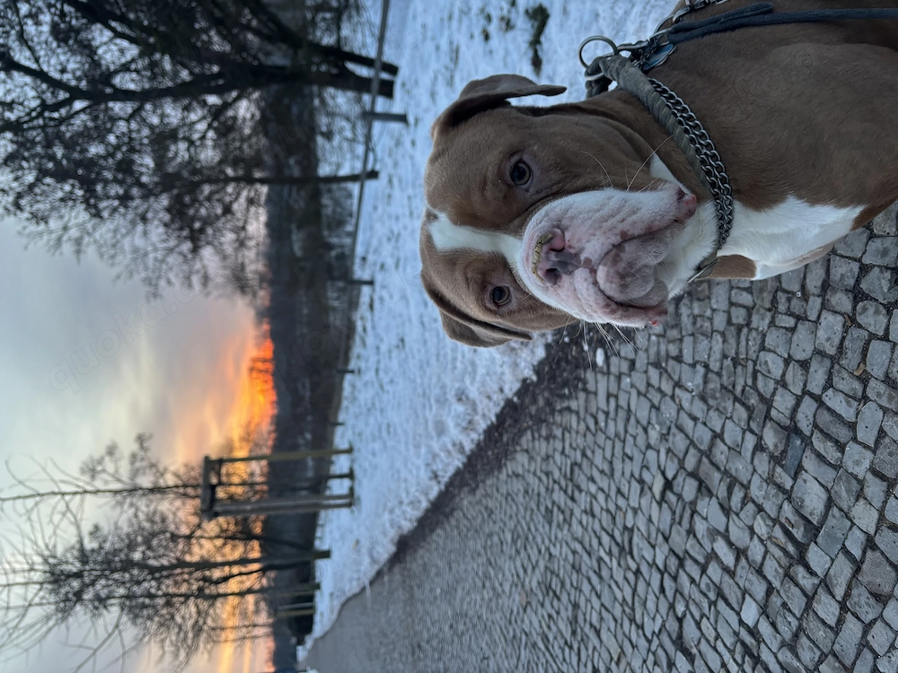 Old Englisch Bulldog Mix Rüde 2 Jahre